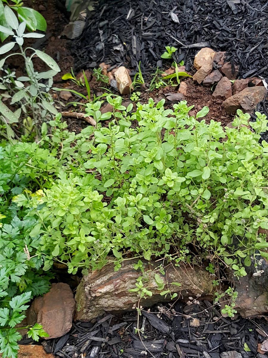 Winter garden 3