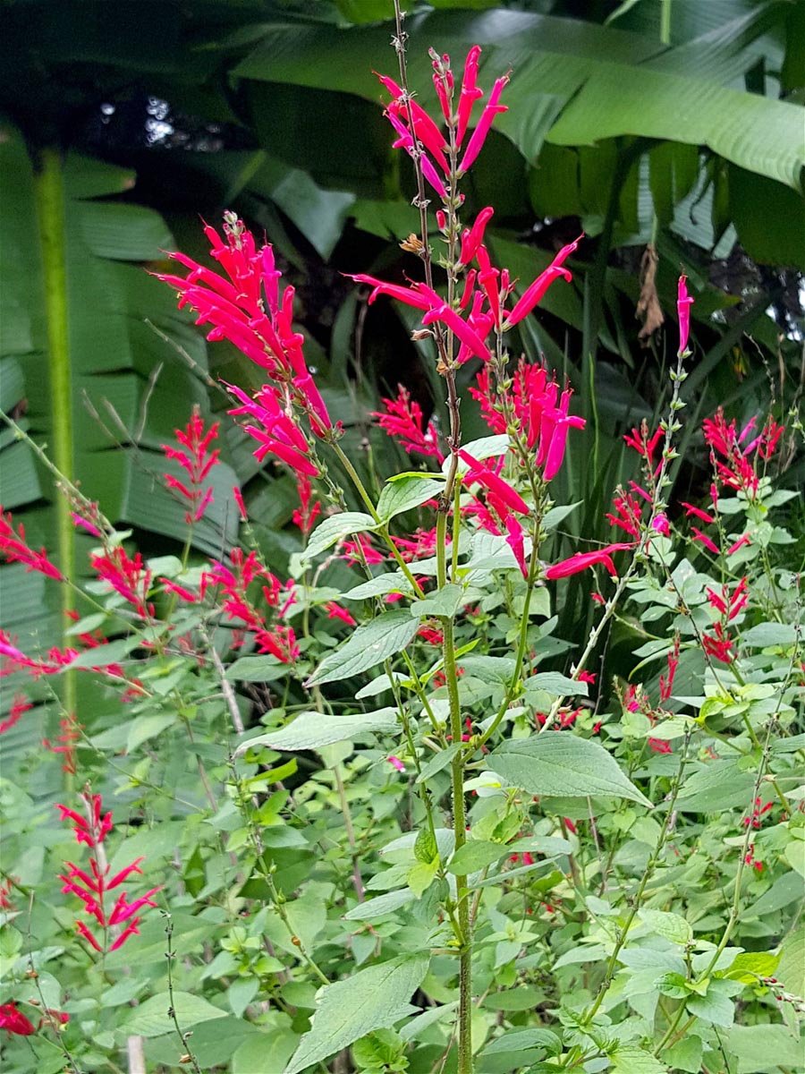 Winter garden 5
