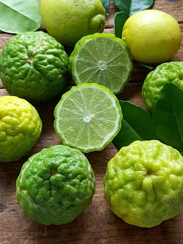 kaffir lime 2