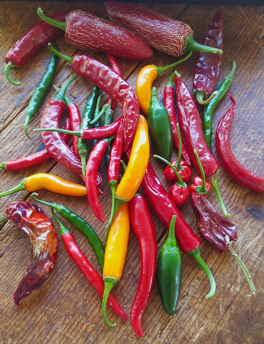 Chillies