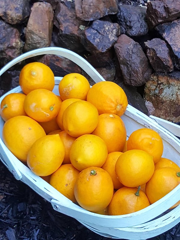 Lemons