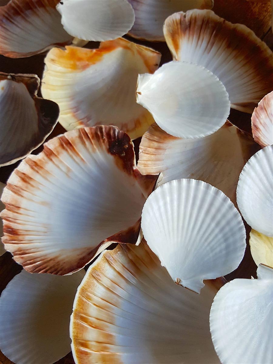 Scallops shells 1