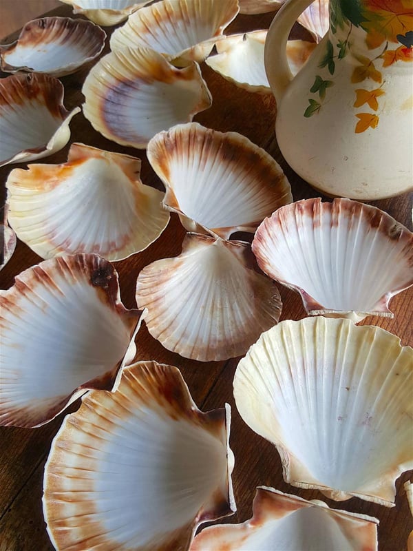 Scallops shells 3