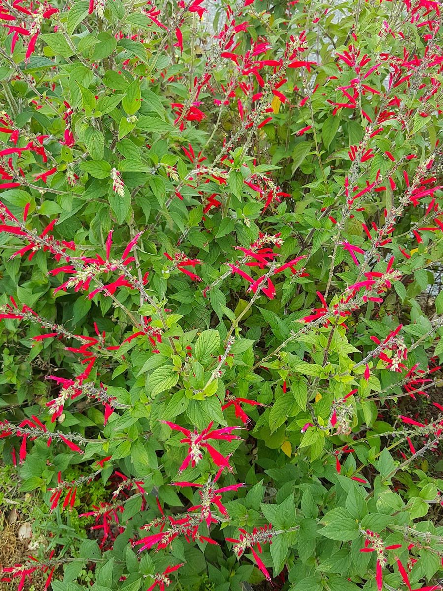 Pineapple Sage 1