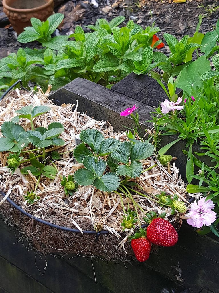 Strawberries