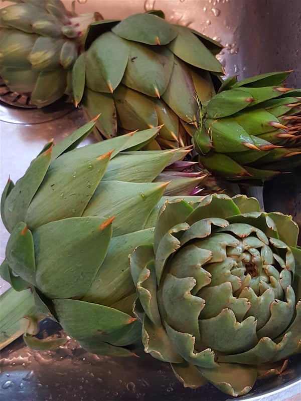 Artichoke 1