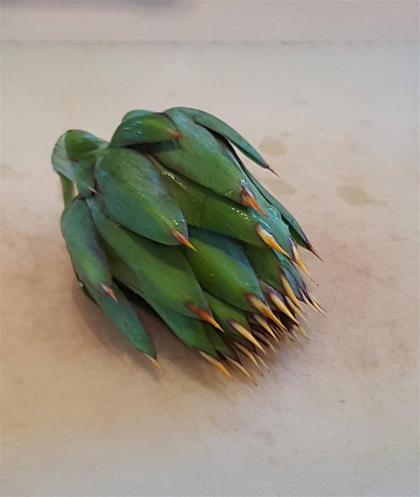 Artichoke