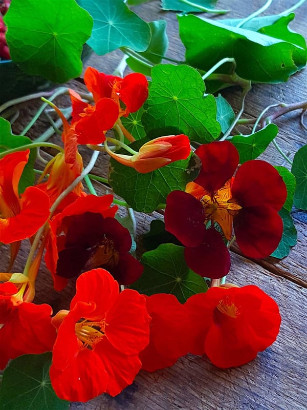 Nasturtiums 3
