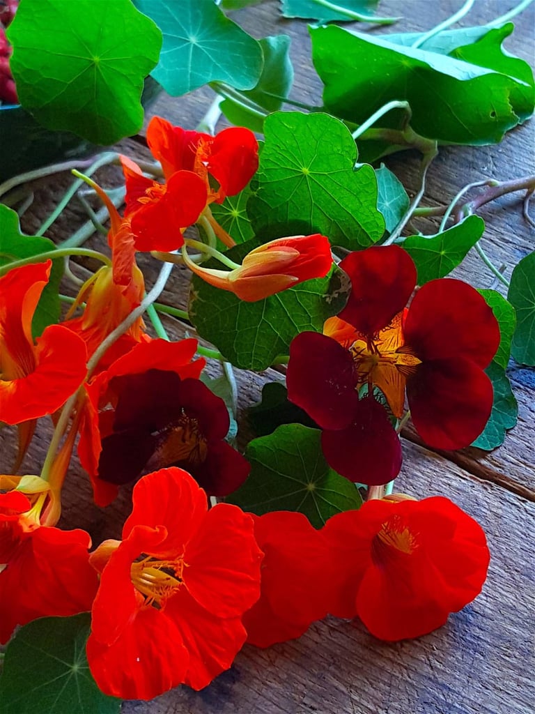 Nasturtium pesto|Nasturtiums 3