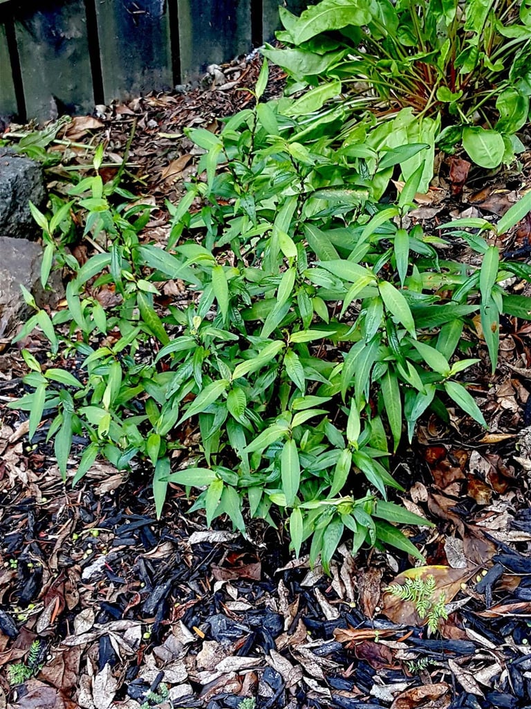 Vietnamese mint 2