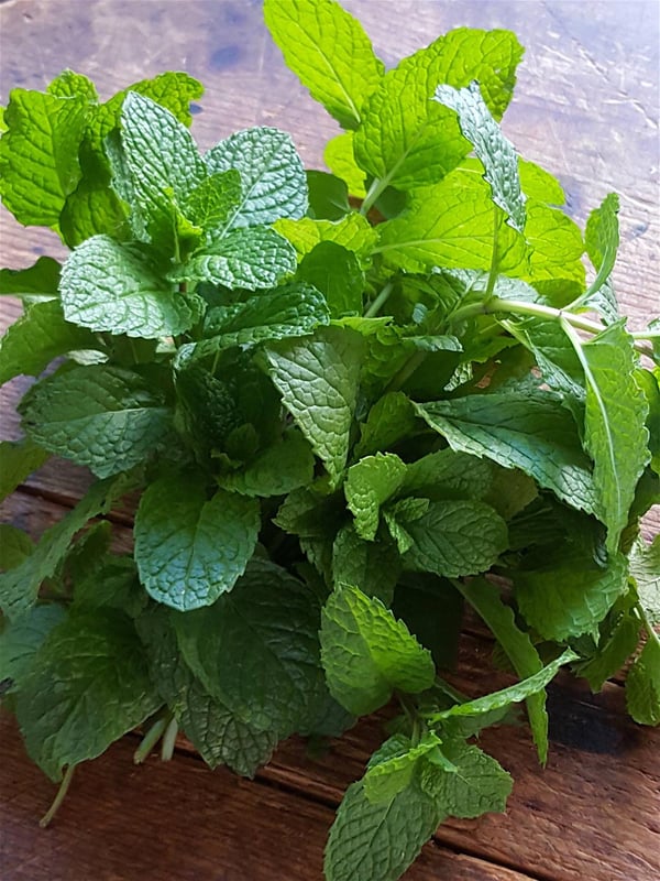 Mint