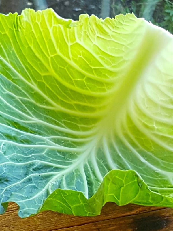 cabbage
