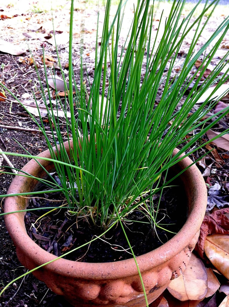 Chives – to chop or snip?