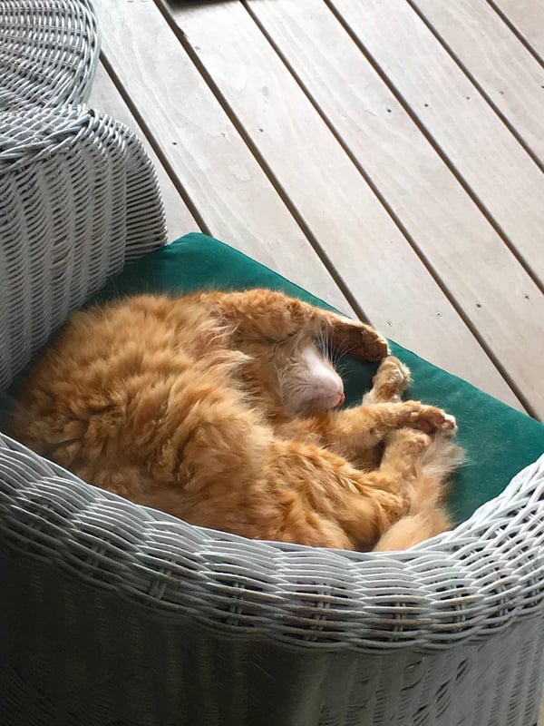 Humpf in green chair