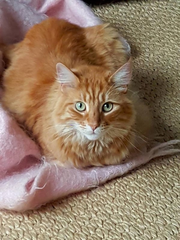 Humpf on mohair