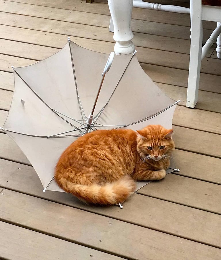 Humpf is sick of the rain