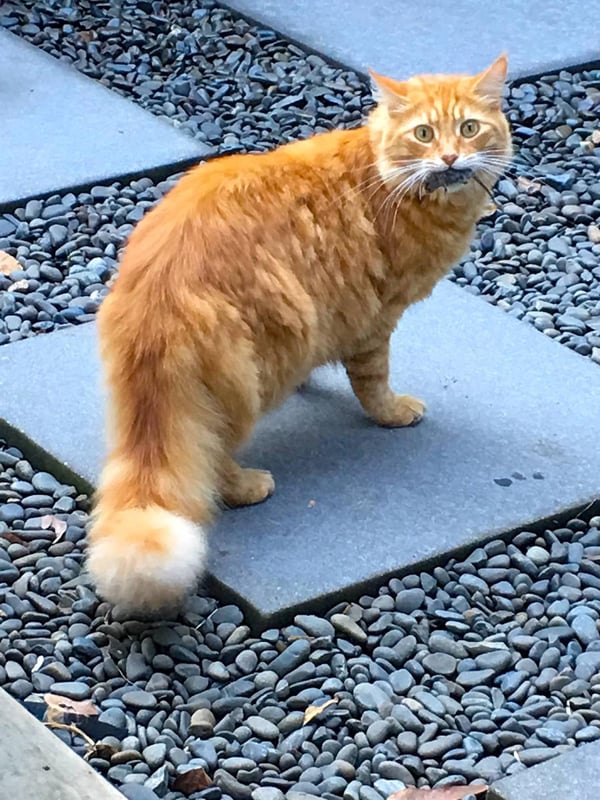 Humpf with mousie
