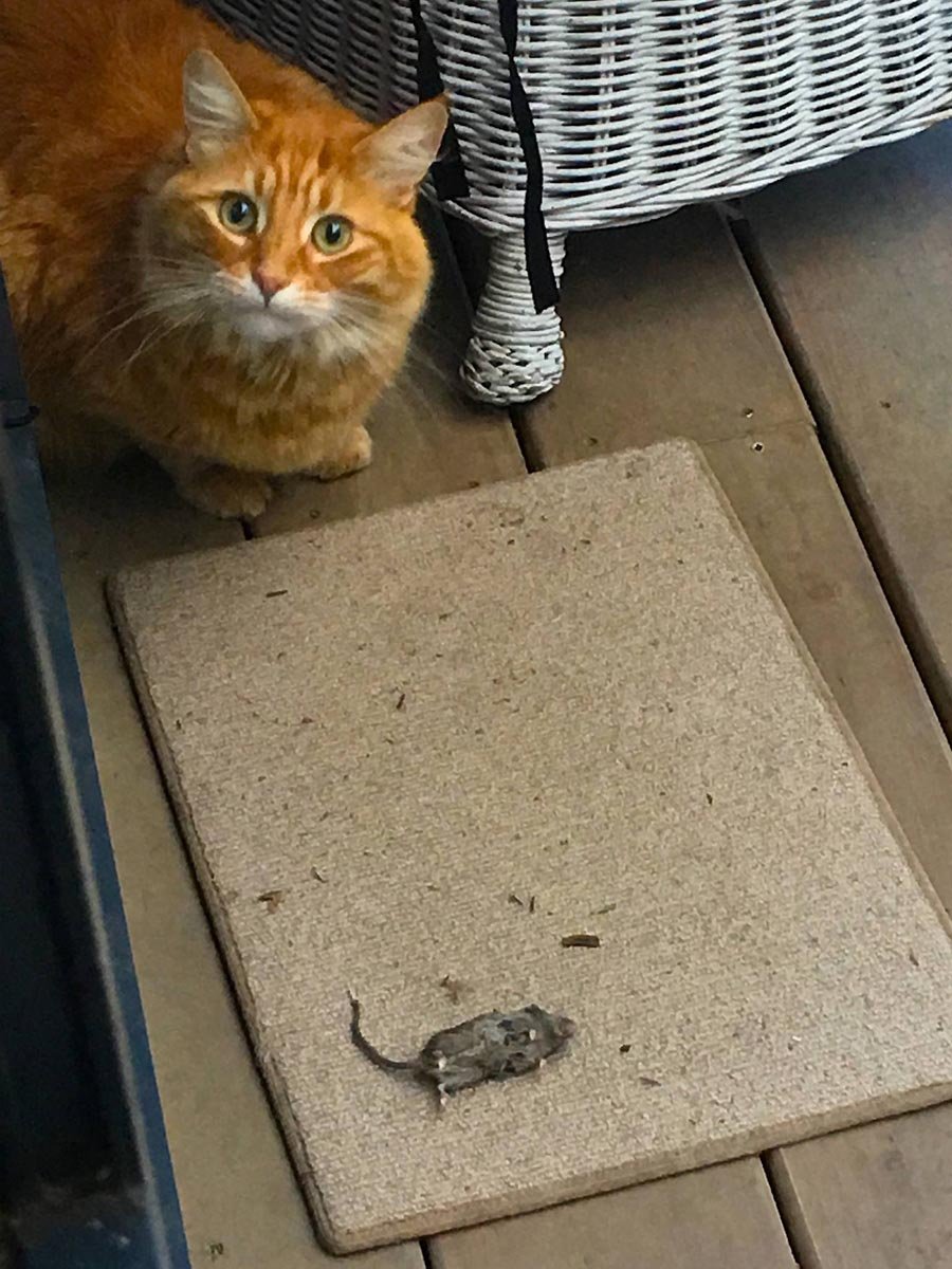 Humpf with mousie