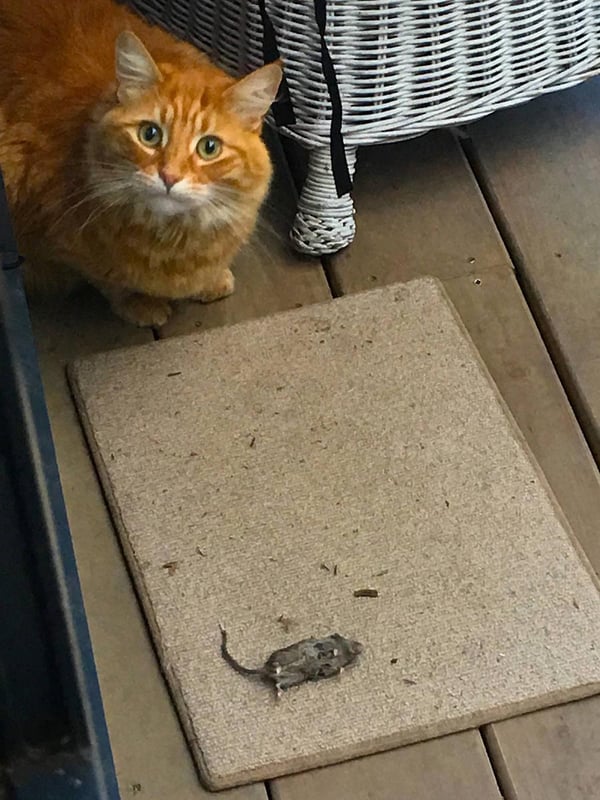 Humpf with mousie