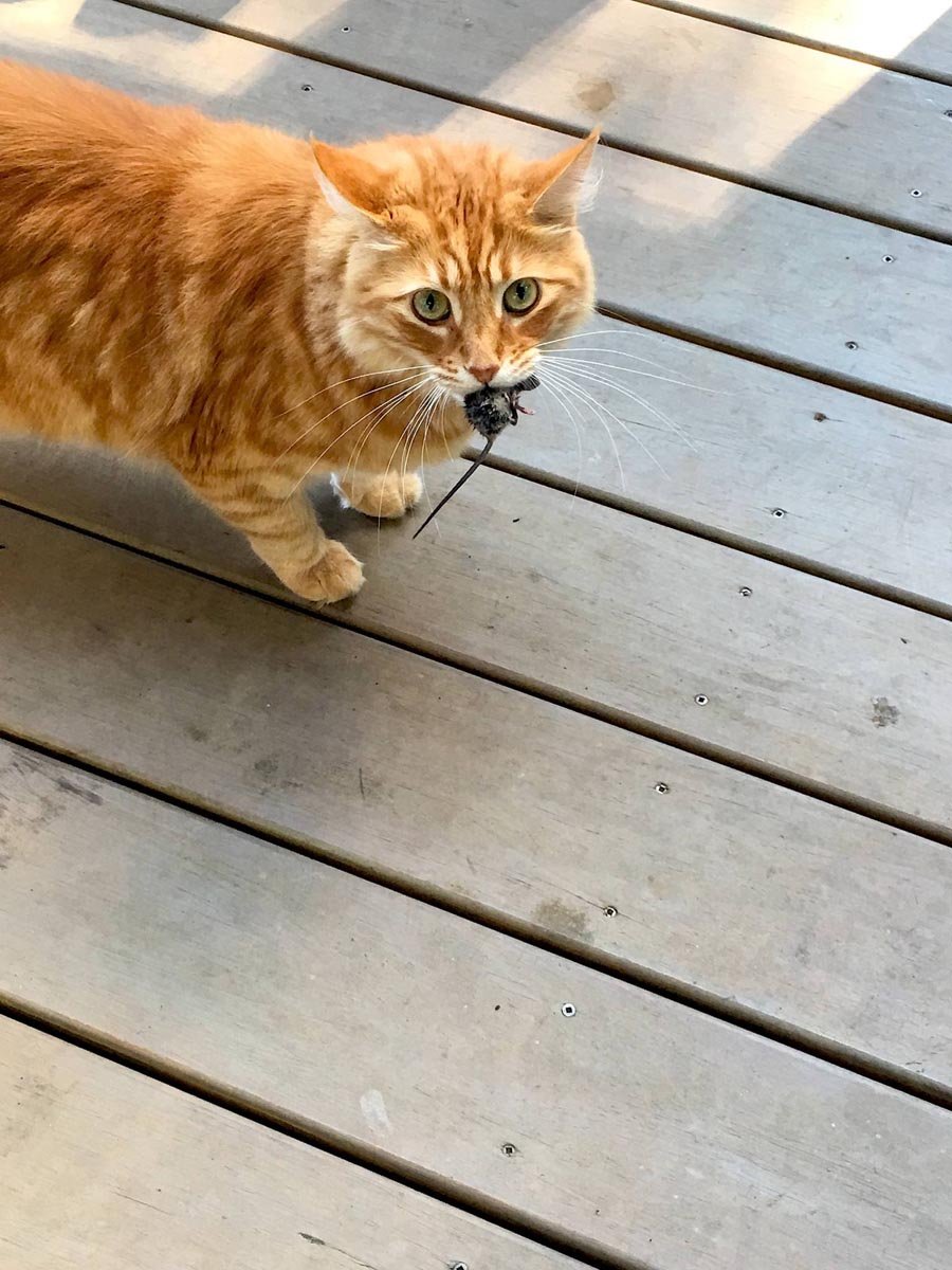 Humpf with mousie