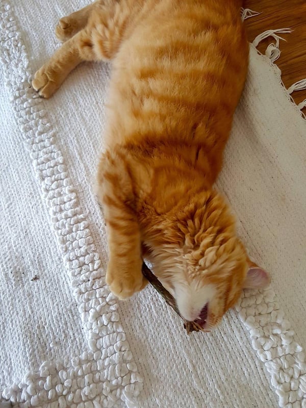 Humpf with snake
