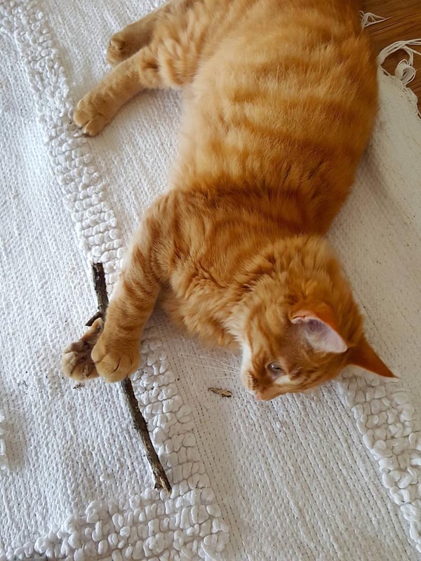 Humpf with snake
