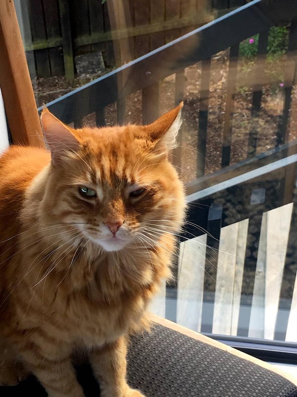 Humpf with wonky eye