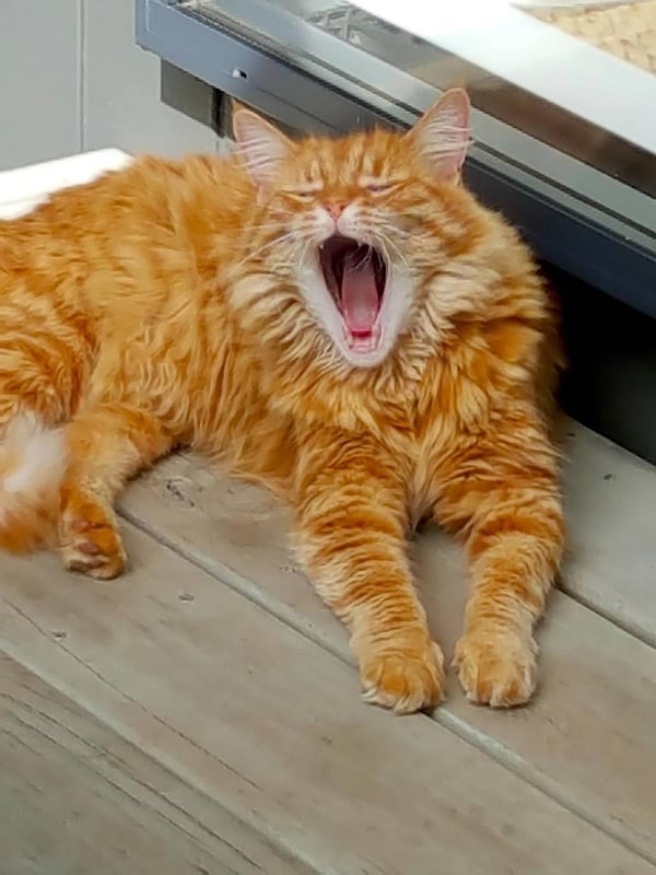 Humpf yawning