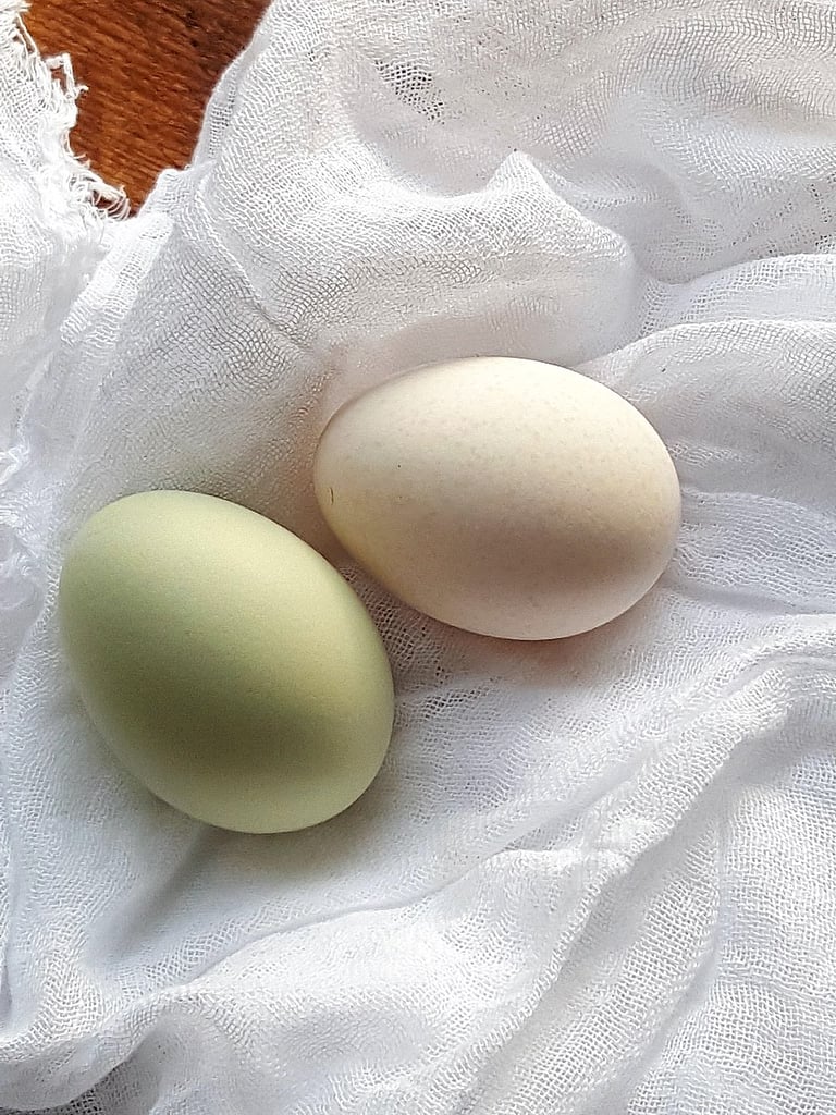 Eggs