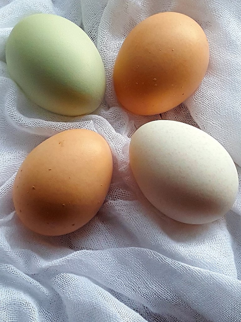 Eggs