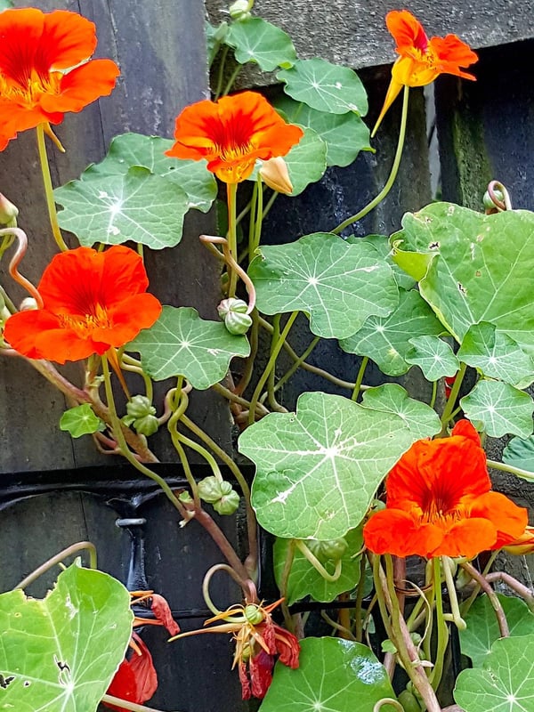 Nasturtium buds