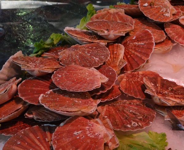 Uzes market scallops