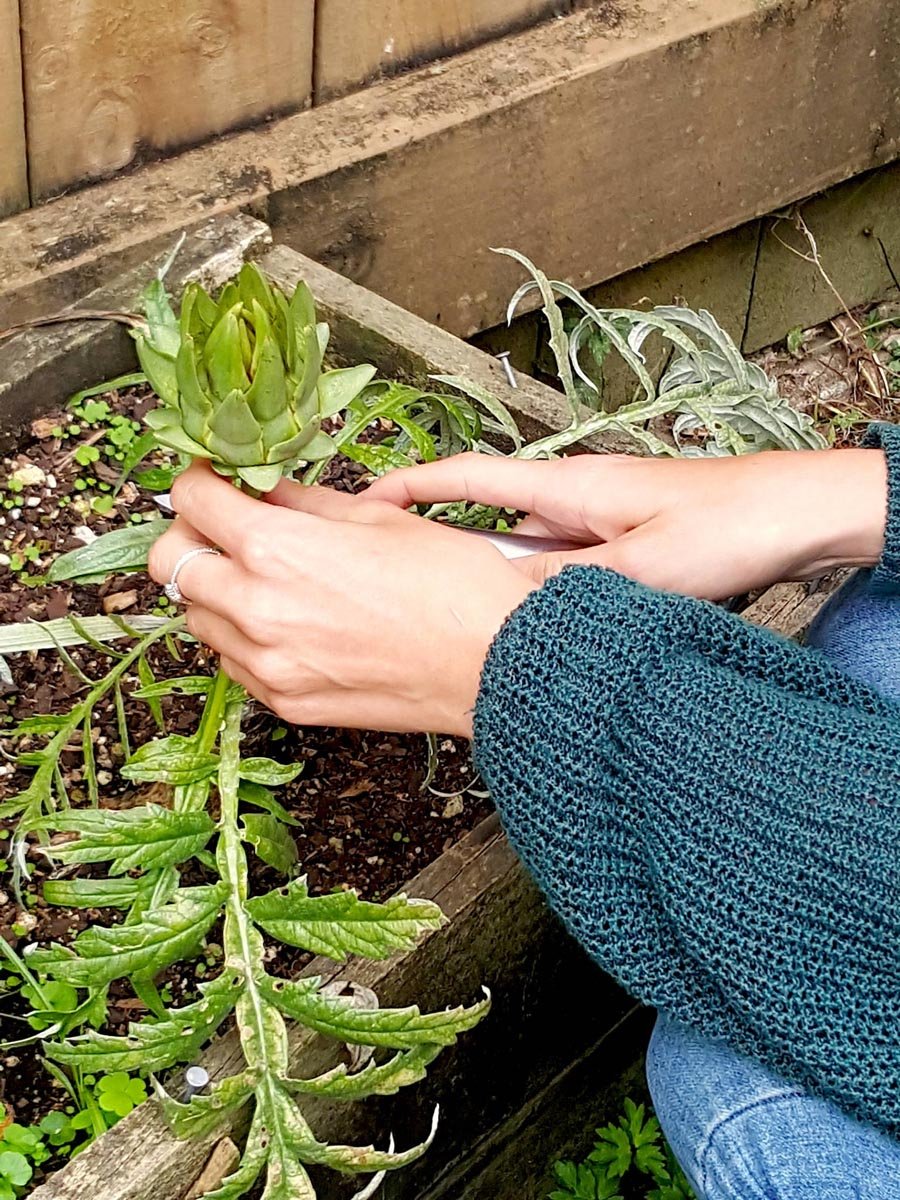 A baby artichoke