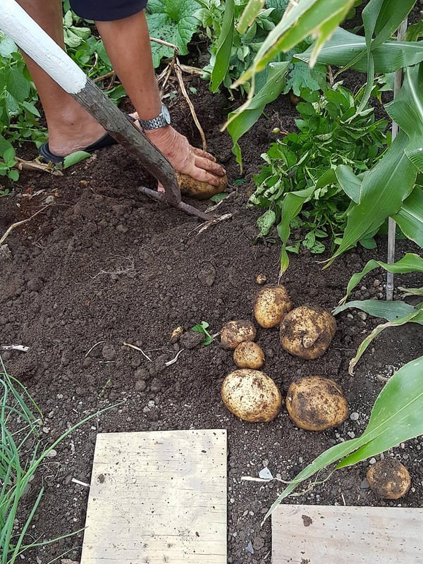 Pat's potatoes