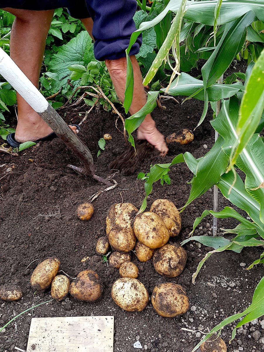 Pat's potatoes