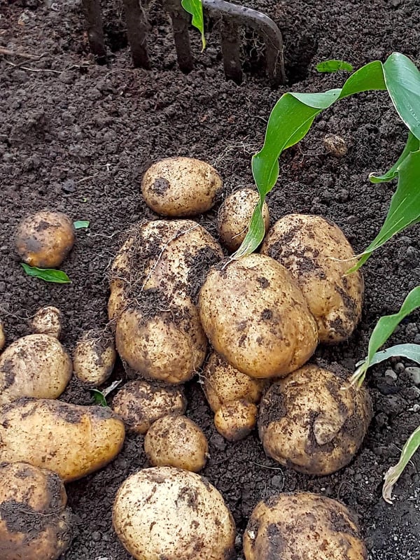 Pat's potatoes