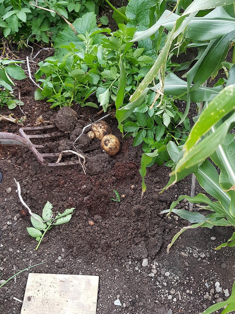 Digging up potatoes