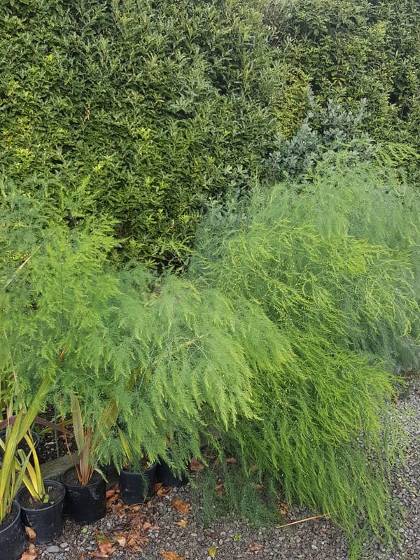 Asparagus fern