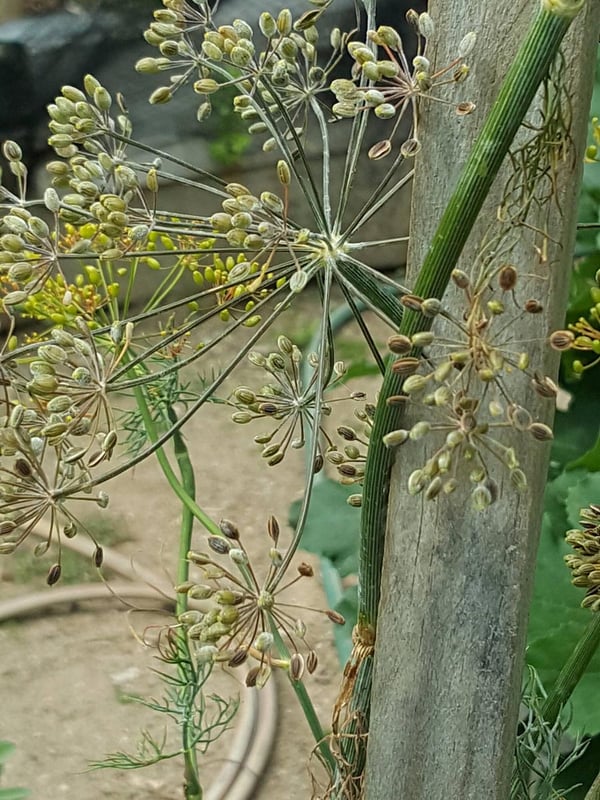 Dill flowers & seeds