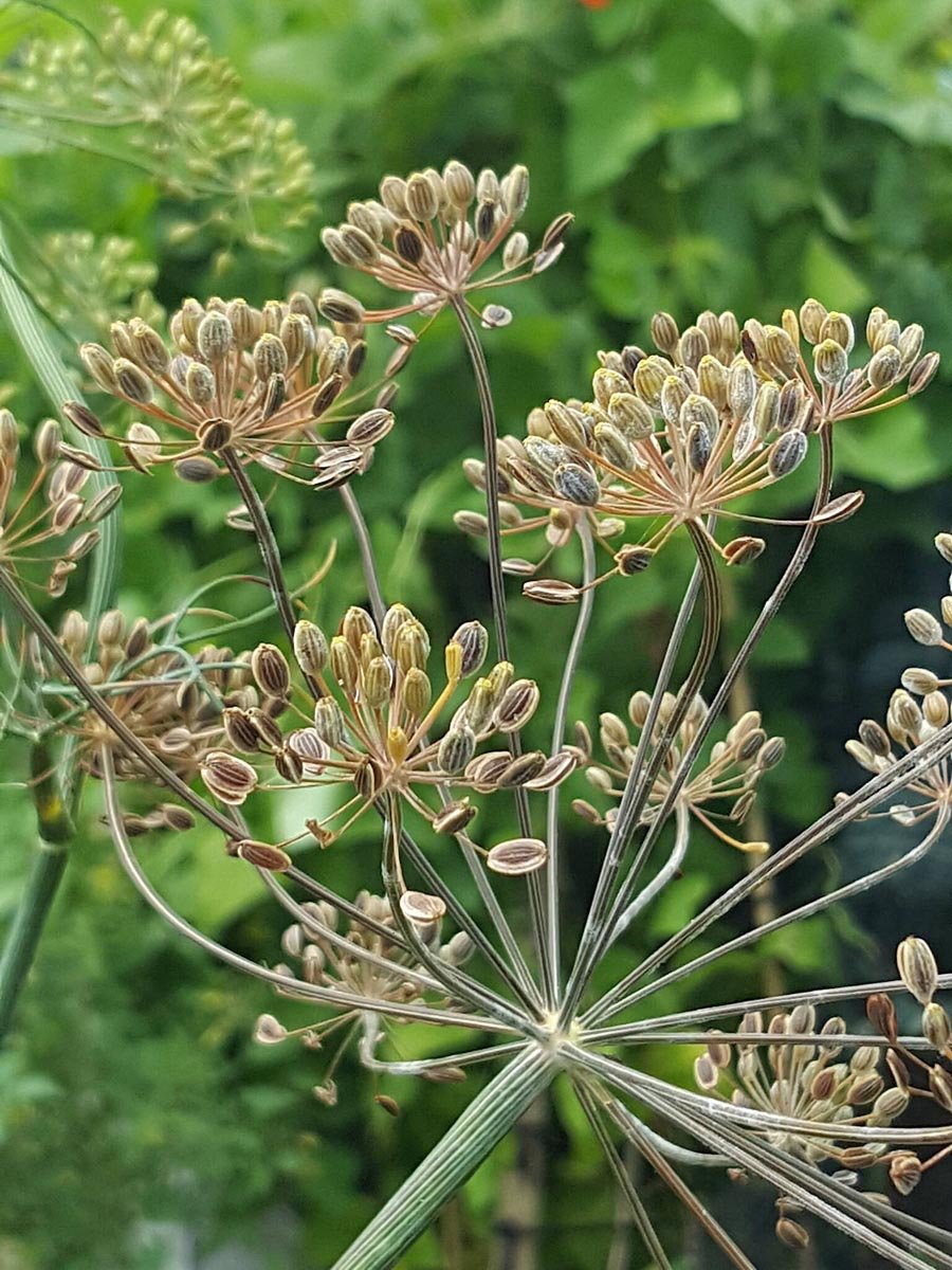 Harvesting your own dill seeds - Shared Kitchen