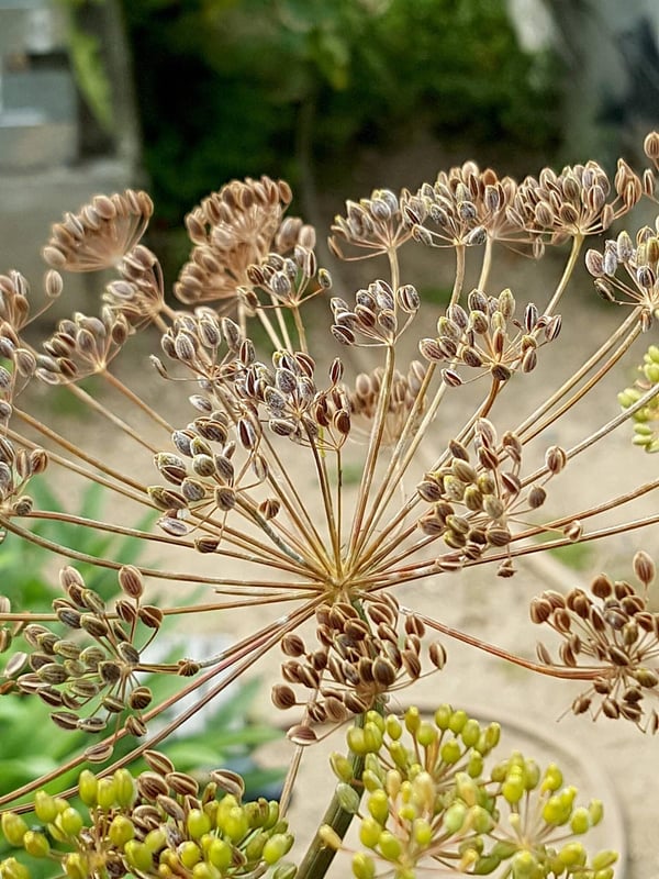 Dill flowers & seeds