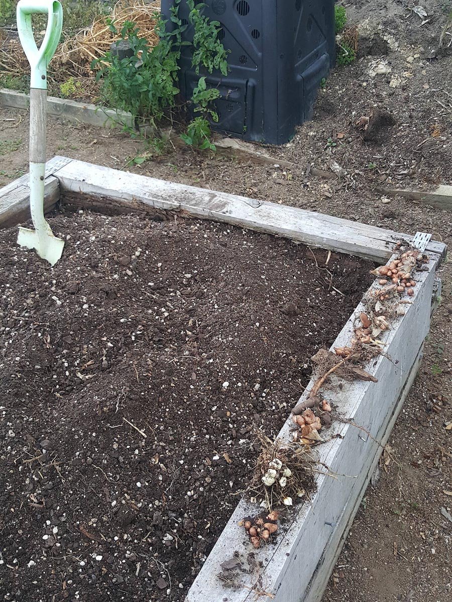 How I grew a monster zucchini plant