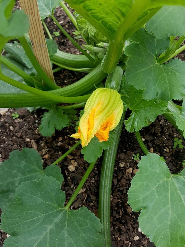 How I grew a monster zucchini plant