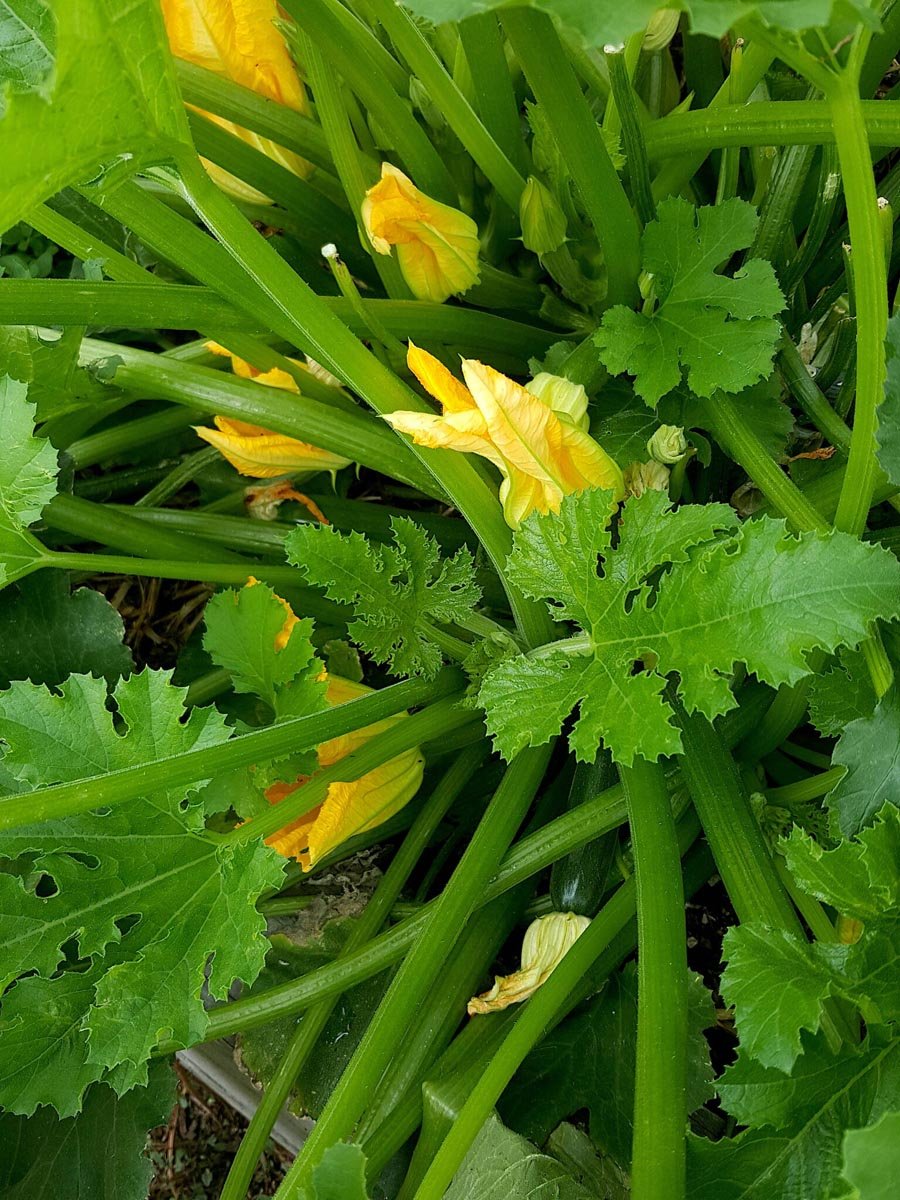 How I grew a monster zucchini plant