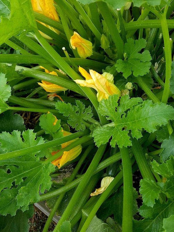 How I grew a monster zucchini plant