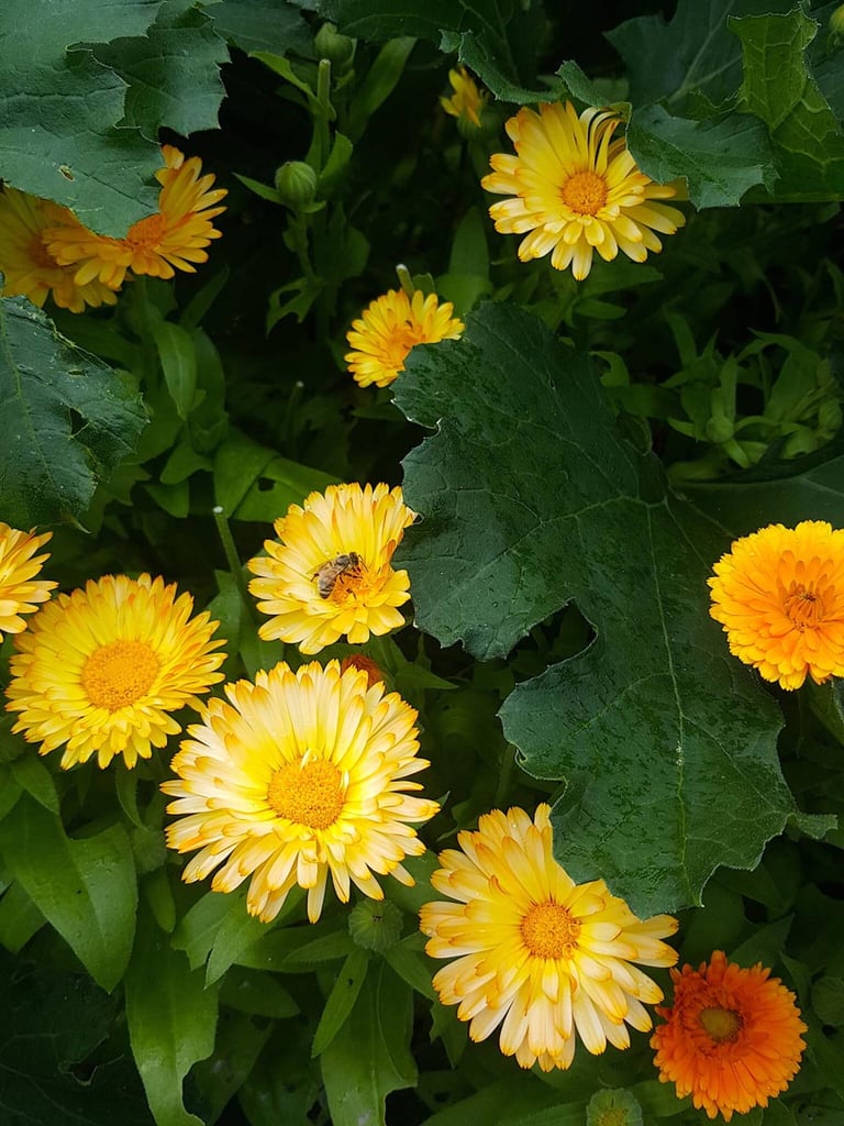 Edible flowers bring the bees