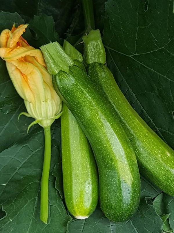 How I grew a monster zucchini plant