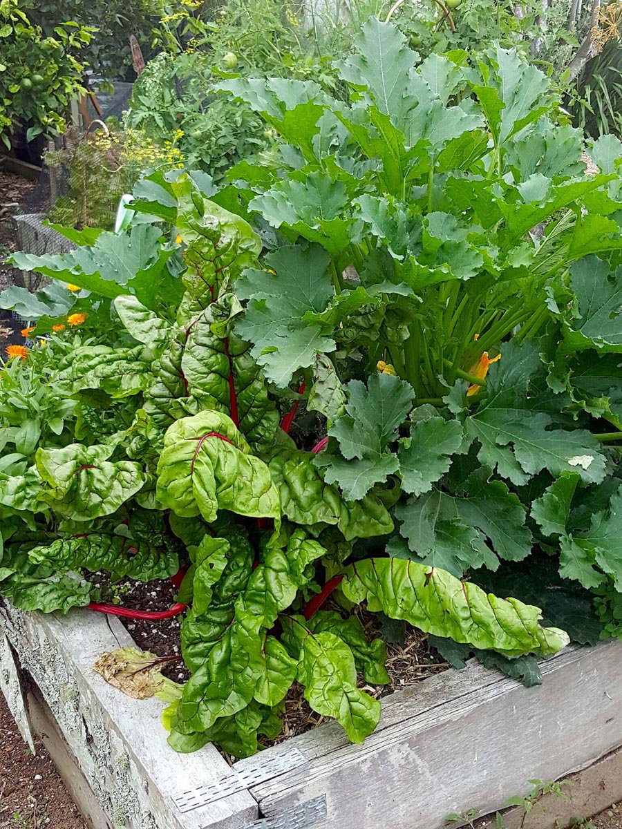 How to grow your own. How to grow your own!
