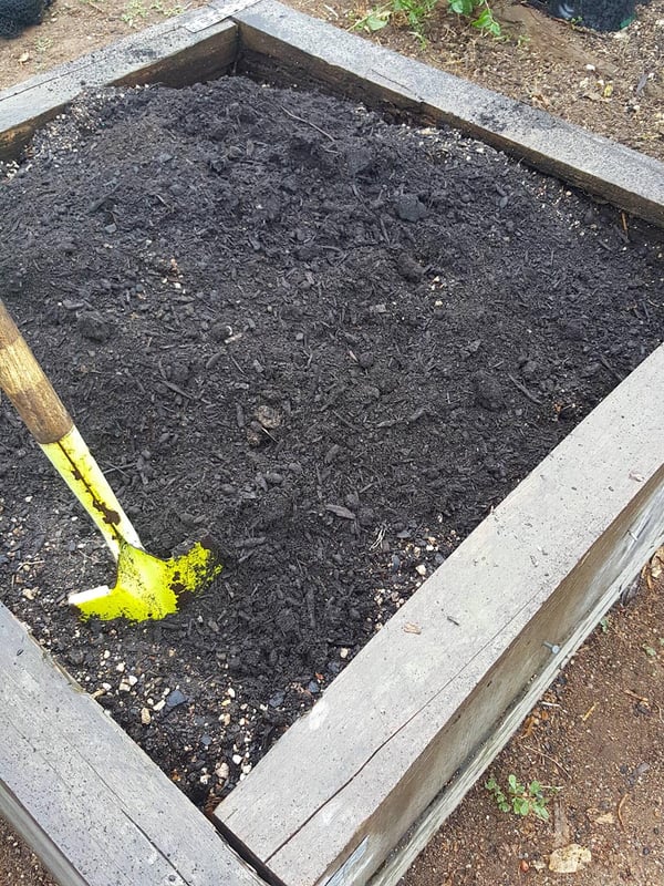 How I grew a monster zucchini plant
