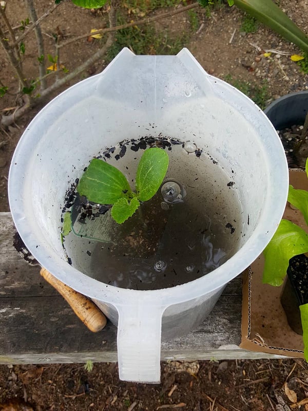How I grew a monster zucchini plant